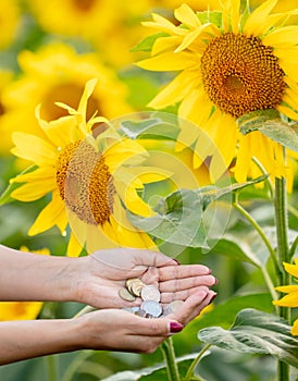 Coins in the hands of a girl in a field with sunflowers
