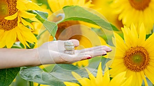 Coins in the hands of a girl in a field with sunflowers