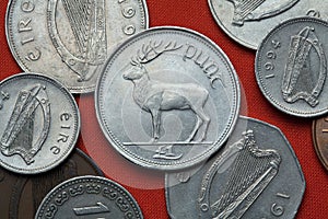 Coins of Ireland. Red deer (Cervus elaphus)