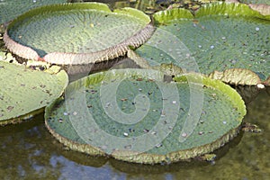 Coins on lily leaves