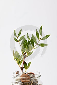 coins in mason jar with growing plant isolated on white