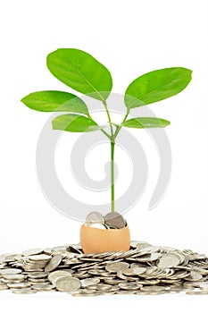 Coins and plant in eggshell