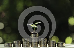 Coins with plant on top put in the soil concept and garden green background