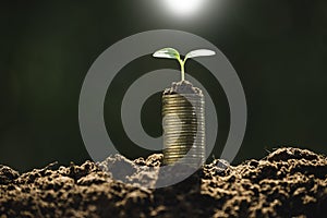 Coins with plant on top put in the soil concept on garden green background