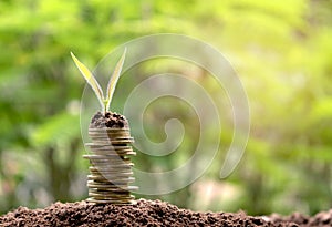 Coins with plant on top put in the soil concept and garden green