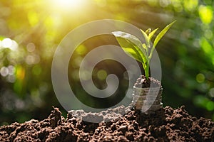 Coins with plant on top put on the soil in green nature background for business growth concept.