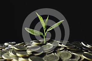 Coins with plant on top put on table concept on dark background