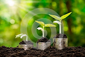 Coins and plants are grown on a pile of coins for finance and banking.