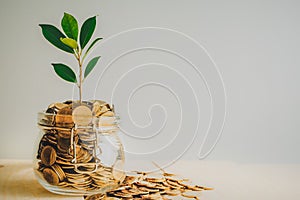 coins and seed in bottle on wood table background,Business investment growth concept photo
