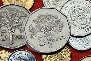 Coins of the Seychelles. Coconut palm (Cocos nucifera) photo