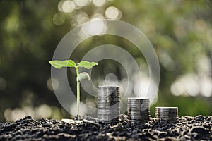 Coins and small tree concept put on the soil under green nature background