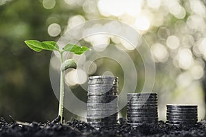 Coins and small tree concept put on the soil under green nature background