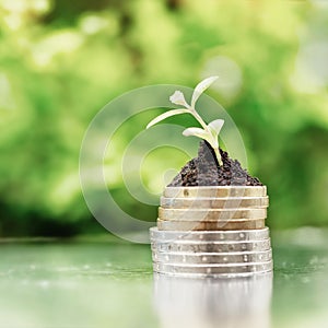 Coins in soil with young plant on green background. Money growth concept. High key filter.