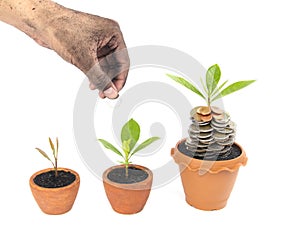 Coins in soil with young plant and human hand
