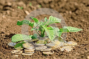 Coins in soil with young plant. Money growth concept
