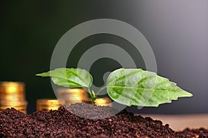 Coins in soil with young plant. Money growth concept