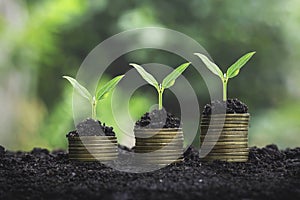 Coins stack with step growing plant and sunshine background. concept saving money