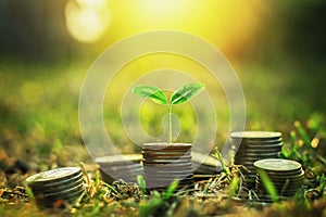 coins stack with step growing plant and sunshine background. concept saving money