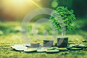 coins stack with step growing plant and sunshine background. concept saving money