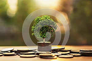 coins stack with step growing plant and sunshine background. concept saving money