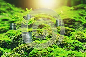 coins stack with step growing plant and sunshine background. concept saving money