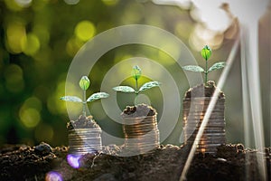 coins stack with step growing plant and sunshine background. concept saving money