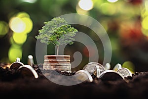 coins stack with step growing plant and sunshine background. concept saving money