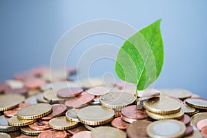 Coins stacked on each other, green leaf growing. Close up picture, money concept