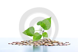 Coins stacked on each other, green leaf growing. Close up picture, money concept photo