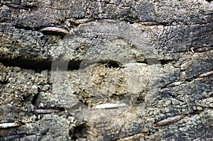 Coins stuck on a tree trunk in superstition