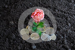 Coins of UAE. Coins and the flower of roses in the fertile soil. The concept of wealth and prosperity.