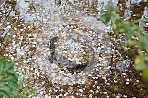 Coins under water in the maple garden