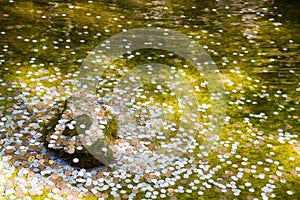 Coins in a wishing well in Kyoto