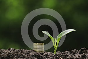 Coins and young plant growing on the soil for saving or nature concept on nature background