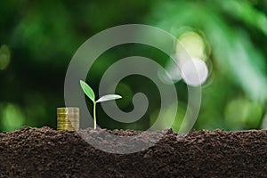 Coins and young plant growing on the soil for saving or nature concept on nature background