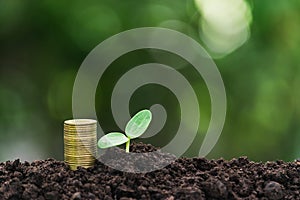 Coins and young plant growing on the soil for saving or nature concept on nature background