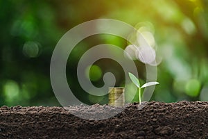 Coins and young plant growing on the soil for saving or nature concept on nature background