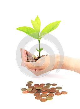 Coins with young plant on human hand. Money growth concept