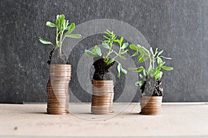 Coins with young plants in soil. Money growth concept