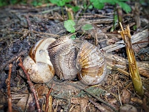 Coition of two grape snails