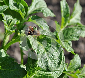 Coitus of two Colorado beetles on potato