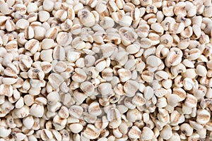 Coix lacryma-jobi : Close-up shot of coix seeds nourishing food for the elderly. on white background