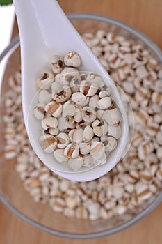 Coix-seed in a ceramic spoon--a traditional chinese medicine