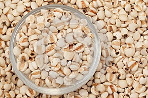 Coix seed in a cup