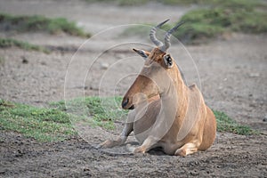 Coke hartebeest lies on savannah facing left