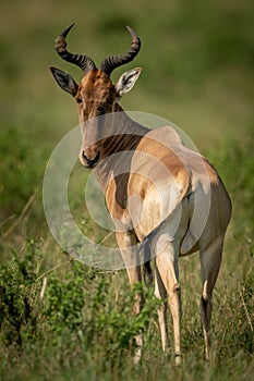 Coke hartebeest stands on savannah looking back