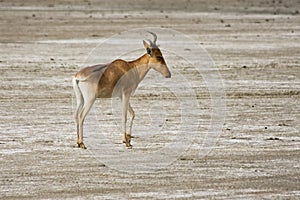 Coke's Hartebeest