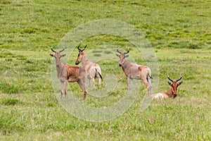 Coke's Hartebeest (Alcelaphus buselaphus cokii) in the Hell's Gate National Park, Ken