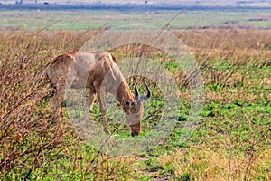 Coke`s hartebeest Alcelaphus buselaphus cokii or kongoni in Serengeti national park in Tanzania, Africa