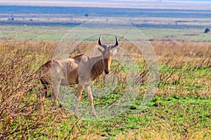 Coke`s hartebeest Alcelaphus buselaphus cokii or kongoni in Serengeti national park in Tanzania, Africa